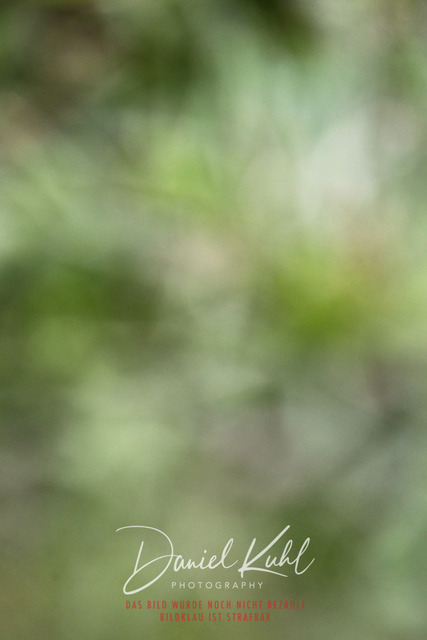 DKP45538 | Turniersportfotografie; Pferdefotografie; Dressurfotografie