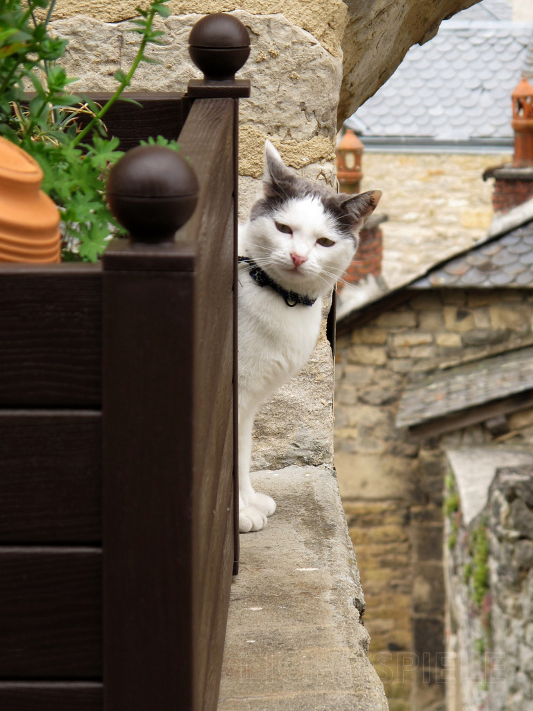 Kontakt | Katze schaut hinter Blumentrog hervor - Realisiert mit Pictrs.com