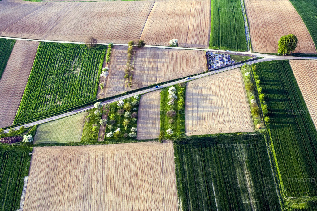 Vue aérienne: Arbres fruitiers en fleurs, projetant des ombres au soleil, dans un champ non cultivé à un carrefour routier. à Hoffen dans le département Bas Rhin, France. Photo: IMG_10642.jpg prise le 04/05/2008 par Werner Riehm/FLY-FOTO.eu – Résolution de l'original: 3456 x 2304 px