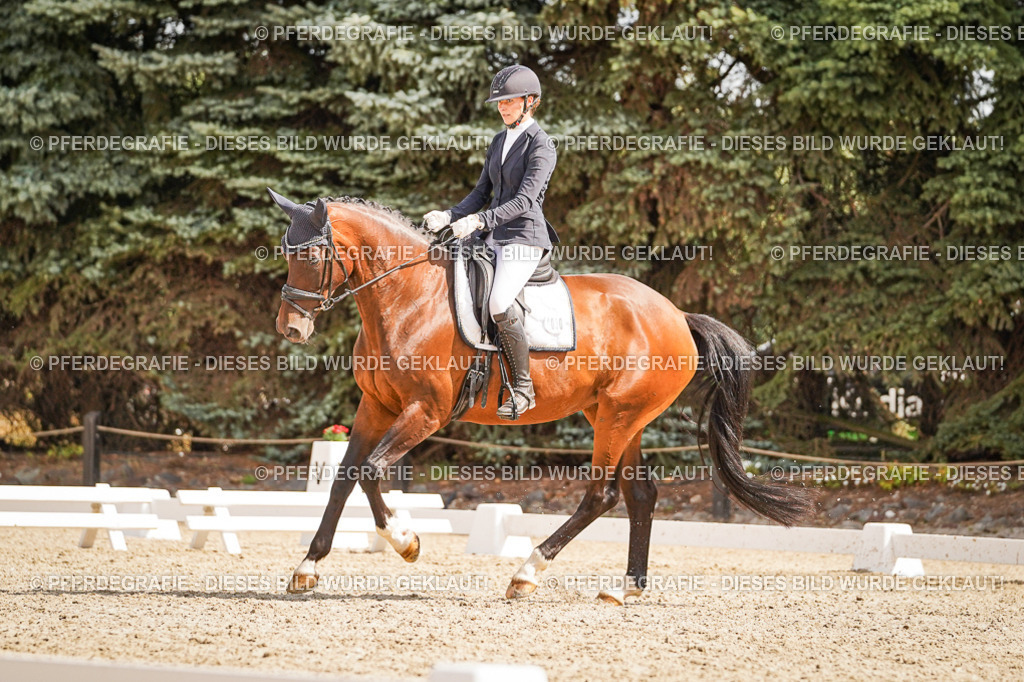 DSC01164 | Pferdegrafie