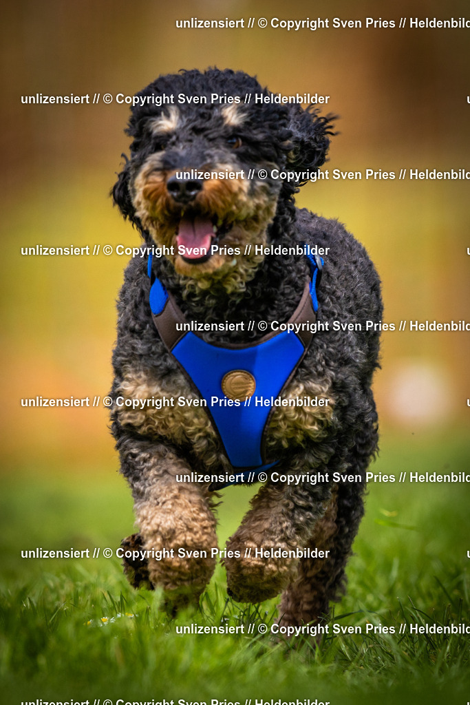 Sven Pries | 2025-04-13 - Hunderennen Baden-Baden - Realisiert mit Pictrs.com