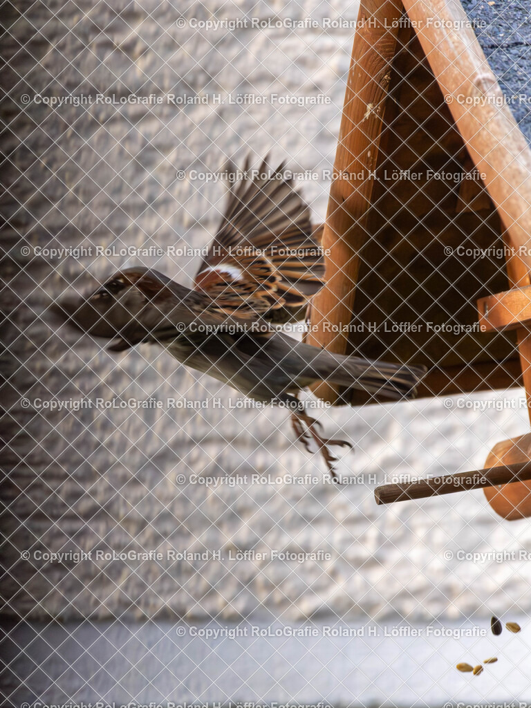 20240410_Vögel_RoLoGrafie-2 | Vogel beim Futtern - Realisiert mit Pictrs.com