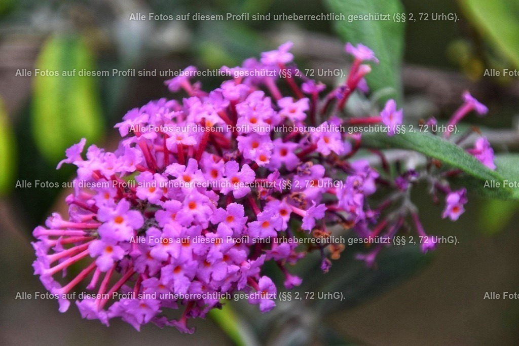 DSC_0003-01 | krollfotografie - Realisiert mit Pictrs.com