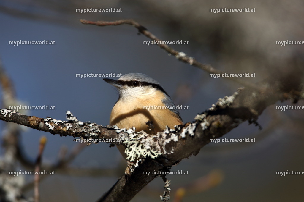 Kleiber-011 | Das Bilderarchiv über Tiere, Planzen und Landschaften. In der Bilddatenbank finden Sie ein große Auswahl an hochwertigen Bilder für Ihre Werbung - Realized with Pictrs.com