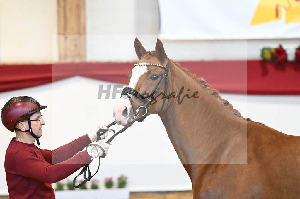 Kat-Nr. 5 Benicio x Florencio I_Lechl_43231606 | hf-fotografie - Realisiert mit Pictrs.com