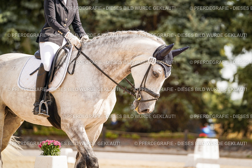 DSC01241 | Pferdegrafie