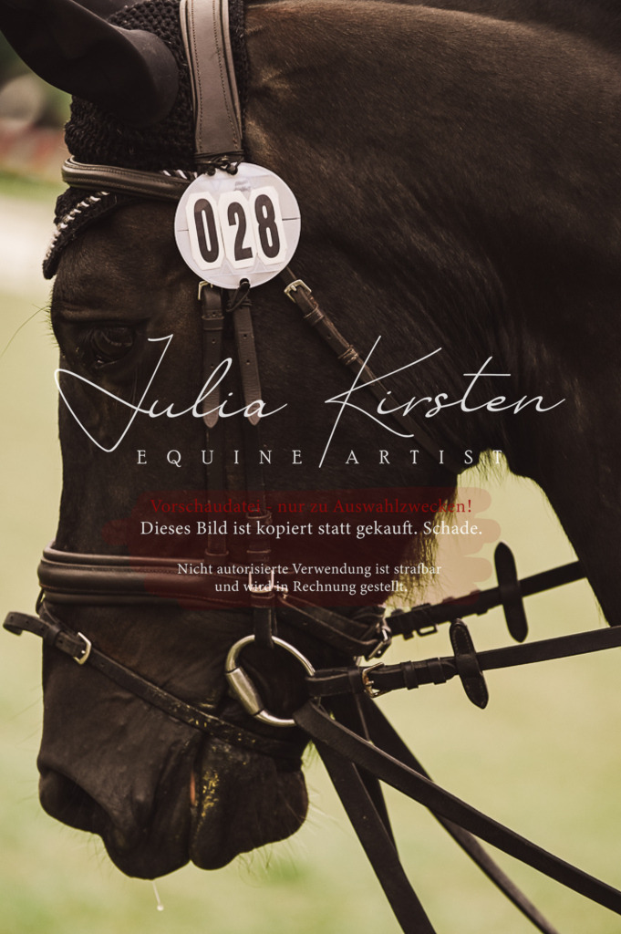 DSC_5044 | Pferde- und Turnierfotografie in Westsachsen. Pferdeportraits, Auftragszeichnungen und intuitive Kunst.