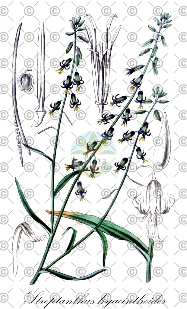 HistAbb_wfo-0001064746_1_ENZY_Simple | Historische Abbildung von Streptanthus hyacinthoides - Brassicaceae | Historical Illustration of Streptanthus hyacinthoides - Brassicaceae