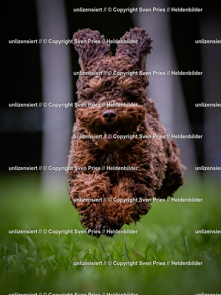 Sven Pries | 2024-10-19 - Hunderennen Ober-Grombach - Realisiert mit Pictrs.com