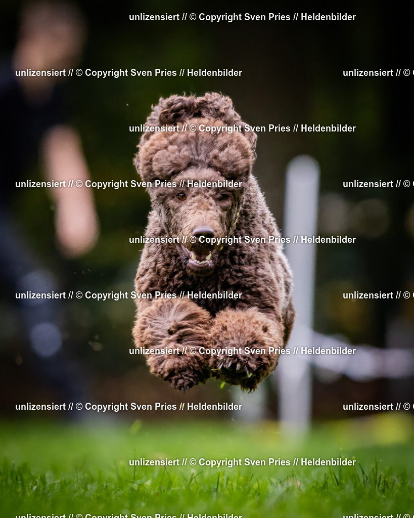 Sven Pries | 2024-10-19 - Hunderennen Ober-Grombach - Realisiert mit Pictrs.com