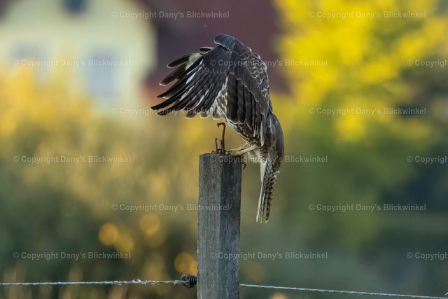 2022186 | Tierfotografie, Tierkalender, Tierbilder, Insekten, Spinnen, Vögel, Schmetterling, Libellen, Leinwand, Colorkey, Qualität, Geschenkartikel, Geschenk - Realisiert mit Pictrs.com