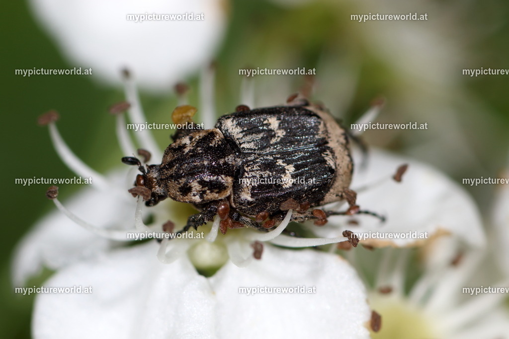 Valgus hemipterus-001 | Das Bilderarchiv über Tiere, Planzen und Landschaften. In der Bilddatenbank finden Sie ein große Auswahl an hochwertigen Bilder für Ihre Werbung - Realisiert mit Pictrs.com