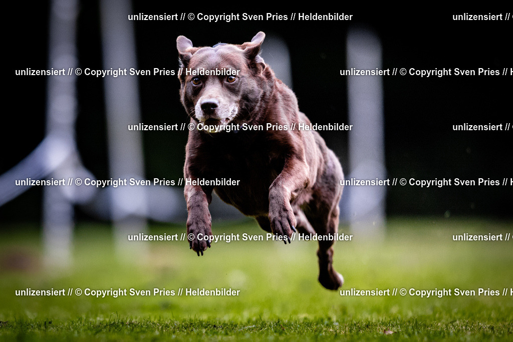 Sven Pries | 2025-10-03 - Hunderennen Obergrombach - Realisiert mit Pictrs.com