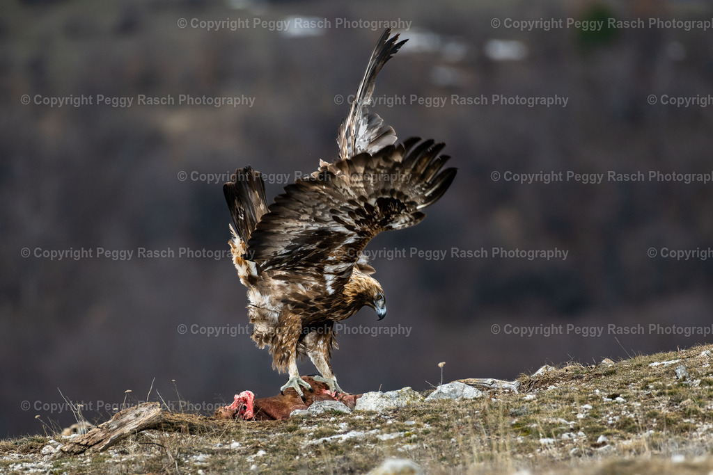 Steinadler (6) | PeggyRaschPhotography - Realisiert mit Pictrs.com