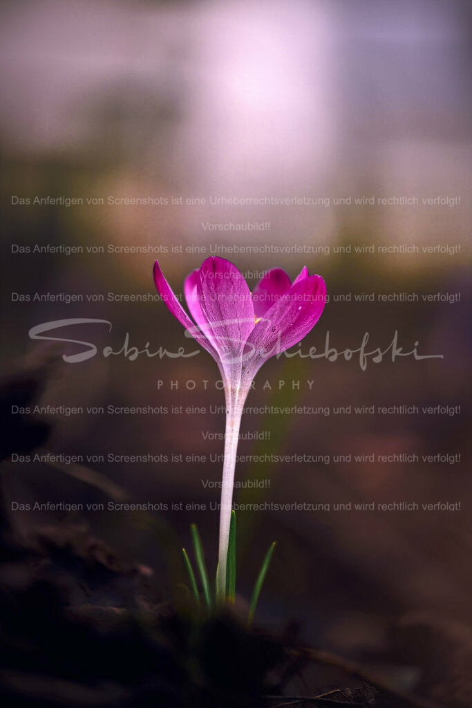 Wandbild Krokus | People- und Tierfotografie, Imageaufnahmen, Veranstaltungsfotografie und Wandbilder aus der Natur ★ Made in Germany ✔️ Druck + Downloads ✔️ Naturfotografie in Top Qualität ★ schneller Versand, weltweite Lieferung! - Realisiert mit Pictrs.com