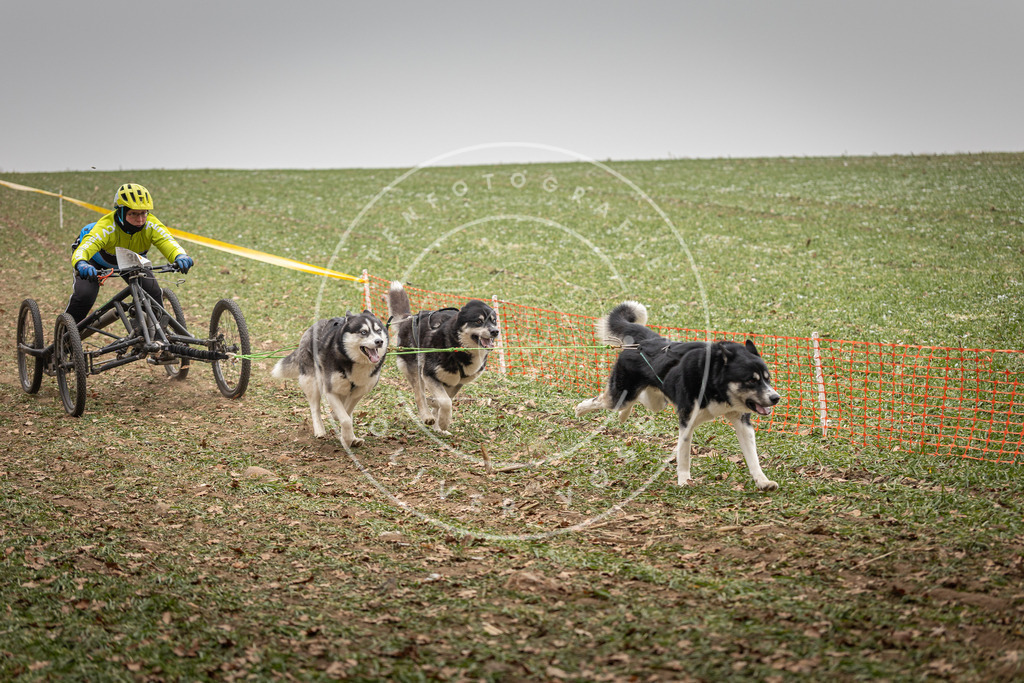 Pfotenfotografie_DV3A4658 | Hundefotografie, Tierfotograf, Pfotenfotografie, Fotoshooting Hund, Hunde Portrait, Hundesport, Hundeportraits, Heideshooting, Hunde, Sportfotograf, Hundefotograf, Turnierhundsport, THS,  - Realisiert mit Pictrs.com