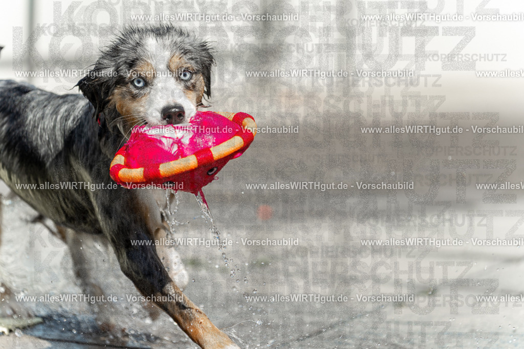 Hundeschwimmen_Volksbad_2026-allesWIRTHgut_Tierfotografie-2609061211-112144-7R500276 | Professionelle Tierfotografie in Mönchengladbach von Daniel Wirth (allesWIRTHgut). Liebevolle & natürliche Bilder von Hunden & Katzen für unvergessliche Erinnerungen.