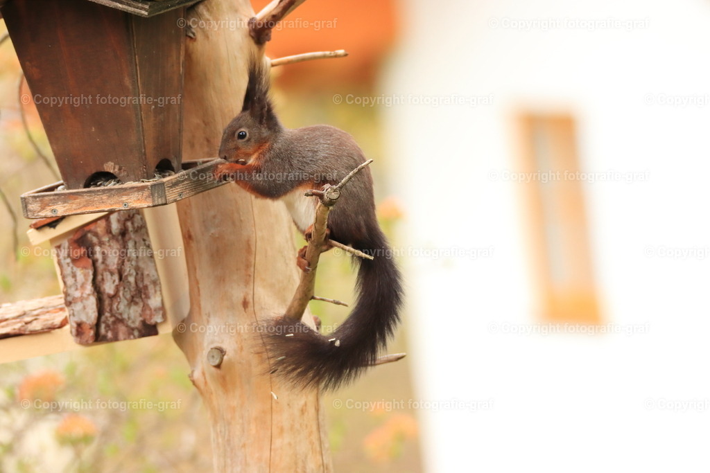 IMG_0586-heller | fotografie-graf - Realisiert mit Pictrs.com