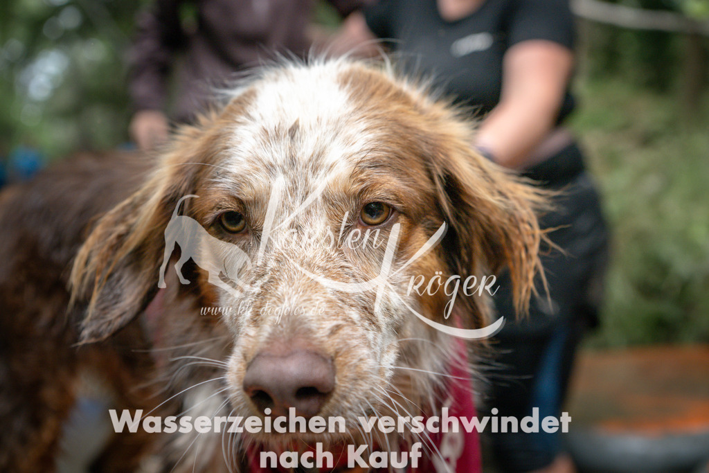 1252_ZZ91377 | kk-dogfotos