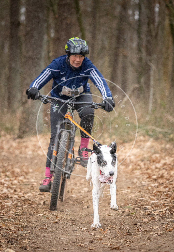 Pfotenfotografie_DV3A5387 | Hundefotografie, Tierfotograf, Pfotenfotografie, Fotoshooting Hund, Hunde Portrait, Hundesport, Hundeportraits, Heideshooting, Hunde, Sportfotograf, Hundefotograf, Turnierhundsport, THS,  - Realisiert mit Pictrs.com