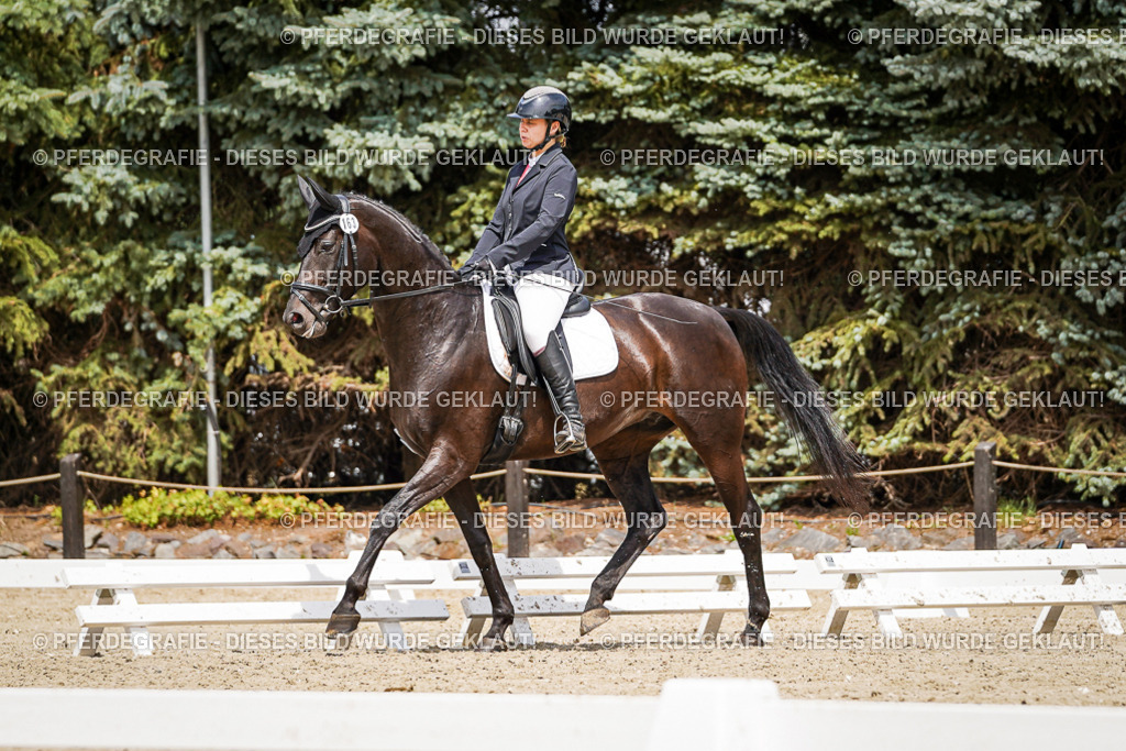 DSC02608 | Pferdegrafie