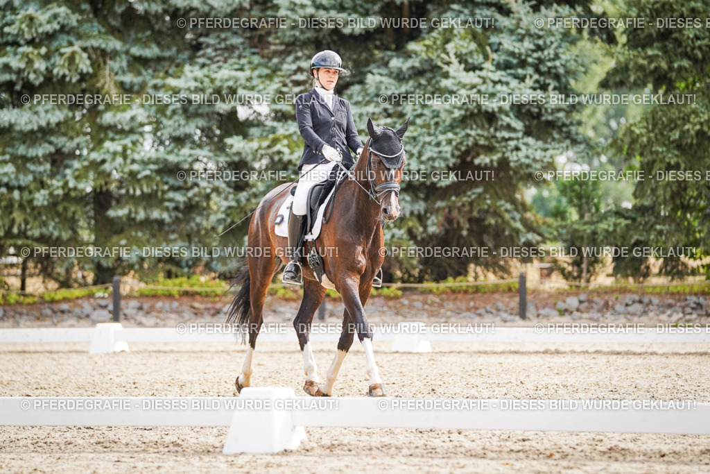 DSC01649 | Pferdegrafie