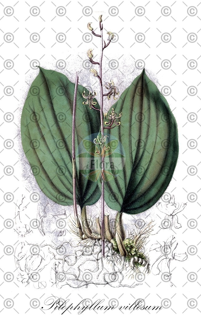 HistAbb_EMP_7701766_6_SIMPLE | Historische Abbildung von Pilophyllum villosum - Orchidaceae | Historical Illustration of Pilophyllum villosum - Orchidaceae