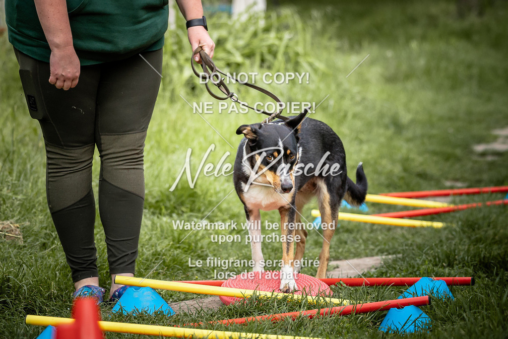 nelerasche_So-earlydog_22 | nelerasche