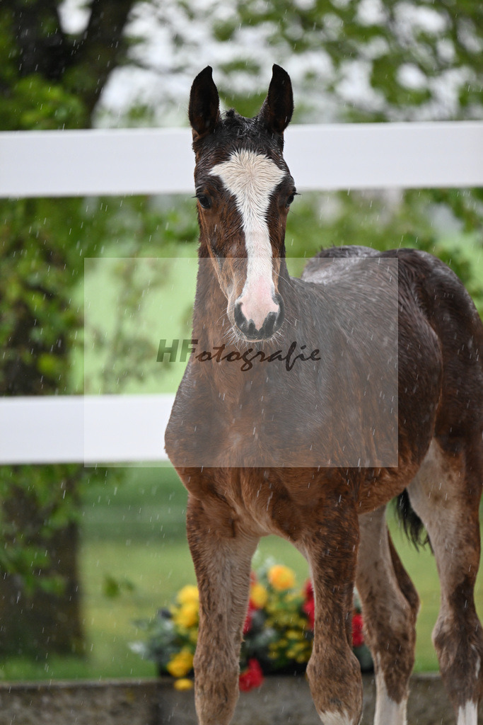 Kat-Nr. 35 HF Duplexx x Balou du Rouet_Spandl_23261284 | hf-fotografie - Realisiert mit Pictrs.com