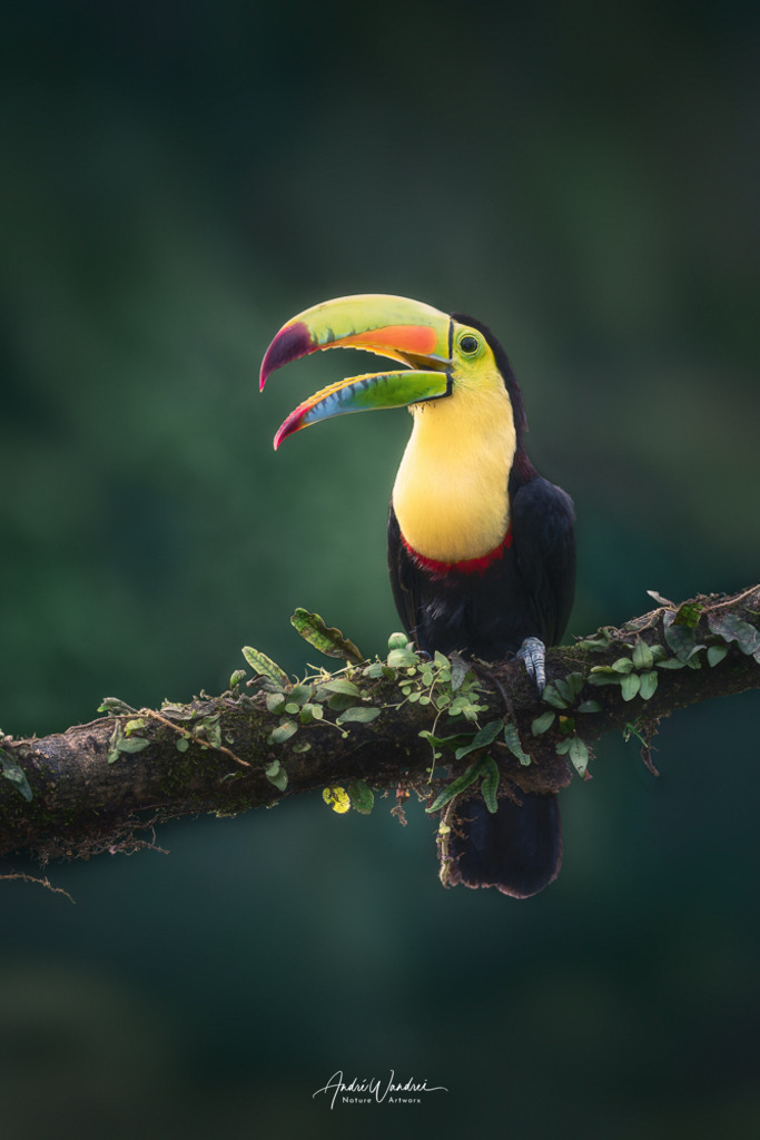 Prächtiger Fischertukan | Andre Wandrei - Nature Artworx - Realisiert mit Pictrs.com