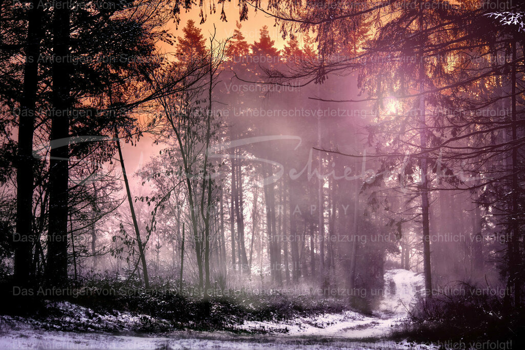 Wandbild "Waldmagie" | People- und Tierfotografie, Imageaufnahmen, Veranstaltungsfotografie und Wandbilder aus der Natur ★ Made in Germany ✔️ Druck + Downloads ✔️ Naturfotografie in Top Qualität ★ schneller Versand, weltweite Lieferung! - Realisiert mit Pictrs.com