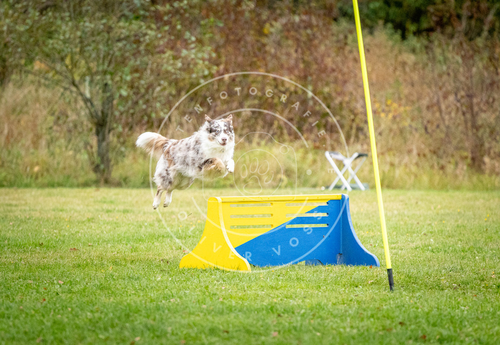 Pfotenfotografie_DV3A0791 | Hundefotografie, Tierfotograf, Pfotenfotografie, Fotoshooting Hund, Hunde Portrait, Hundesport, Hundeportraits, Heideshooting, Hunde, Sportfotograf, Hundefotograf, Turnierhundsport, THS,  - Realisiert mit Pictrs.com