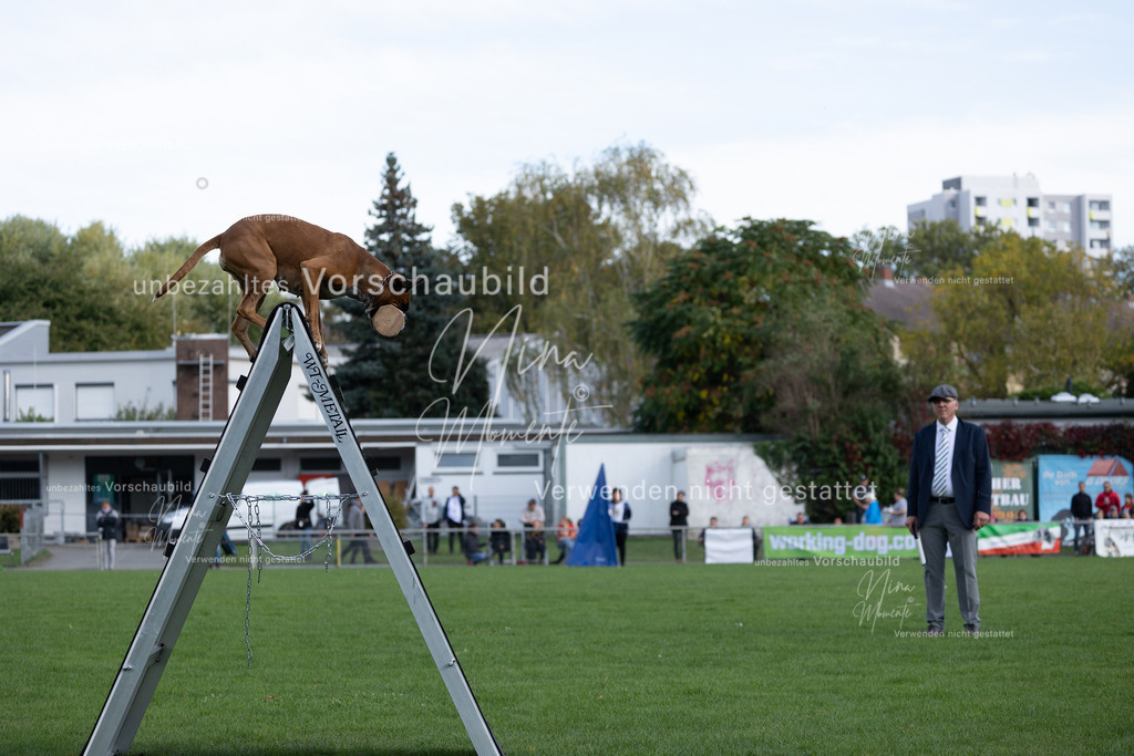 _16A5632 | Einzigartige Fotos von Hunden & Menschen –Actionfotos, Portraits, Vereinsaufnahmen & Paarshootings – authentisch, lebendig & mit Herz.