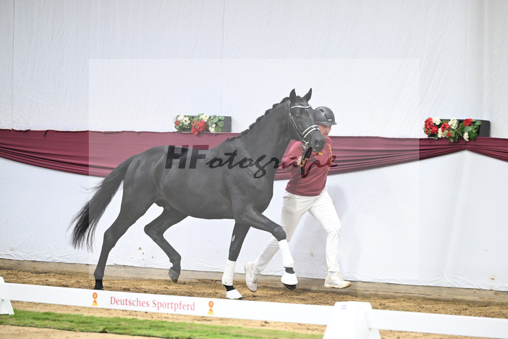 Kat-Nr. 38 Vivanero x Bretton Woods_Hanna Stengele_47251308 | hf-fotografie - Realizzato con Pictrs.com