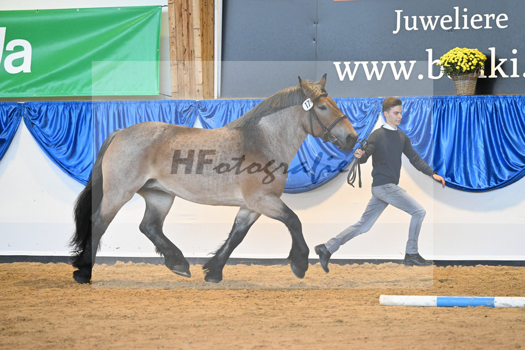 Kat-Nr. 17 Alma_ZG Meyer zu Huecker_53221026 | hf-fotografie - Realisiert mit Pictrs.com