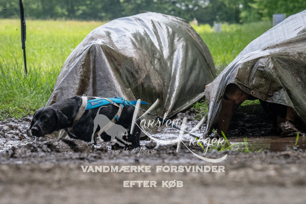 1141_ZZ93873 | kk-dogfotos