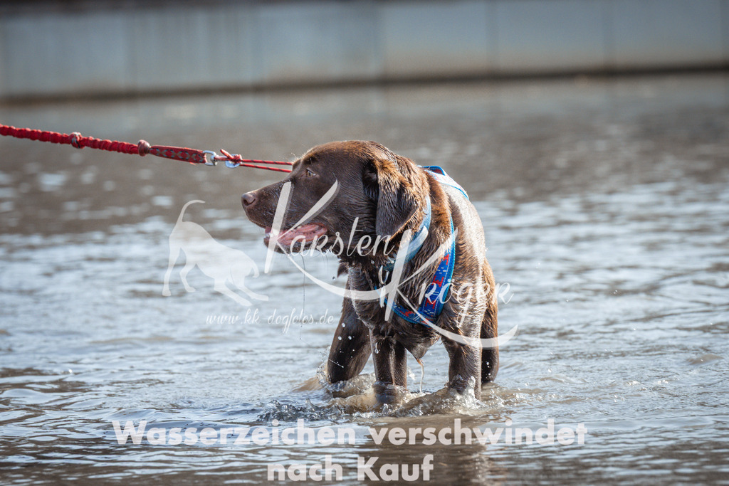 1126_ZZ94388 | kk-dogfotos
