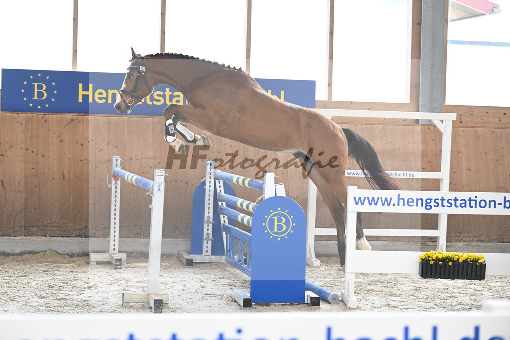 Kat-Nr. 66 Adonis H v. Asterix de Couleur_Hoffmeister_14260335 | hf-fotografie - Realisiert mit Pictrs.com