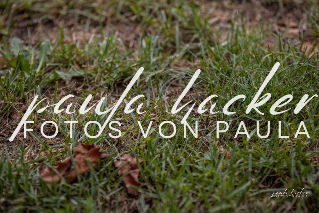 IMG_7171 | Erleben Sie dynamische Sport- und emotionale Tierfotografie in Süddeutschland mit Fotos von Paula. Spezialisiert auf Pferde- und Hundefotografie sowie Sportevents. Kontaktieren Sie mich für einzigartige und ausdrucksstarke Bilder Ihrer besonderen Momente. - Realisiert mit Pictrs.com