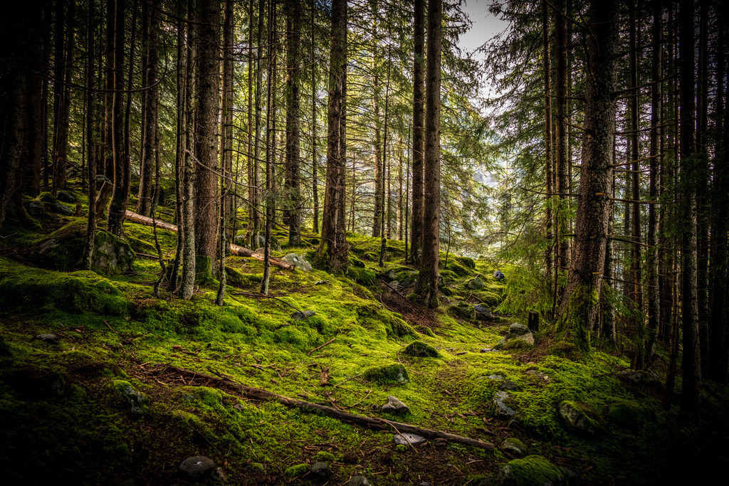 DSC00543-2 | Tinu Müller Fotografie- Bildershop - Realisiert mit Pictrs.com