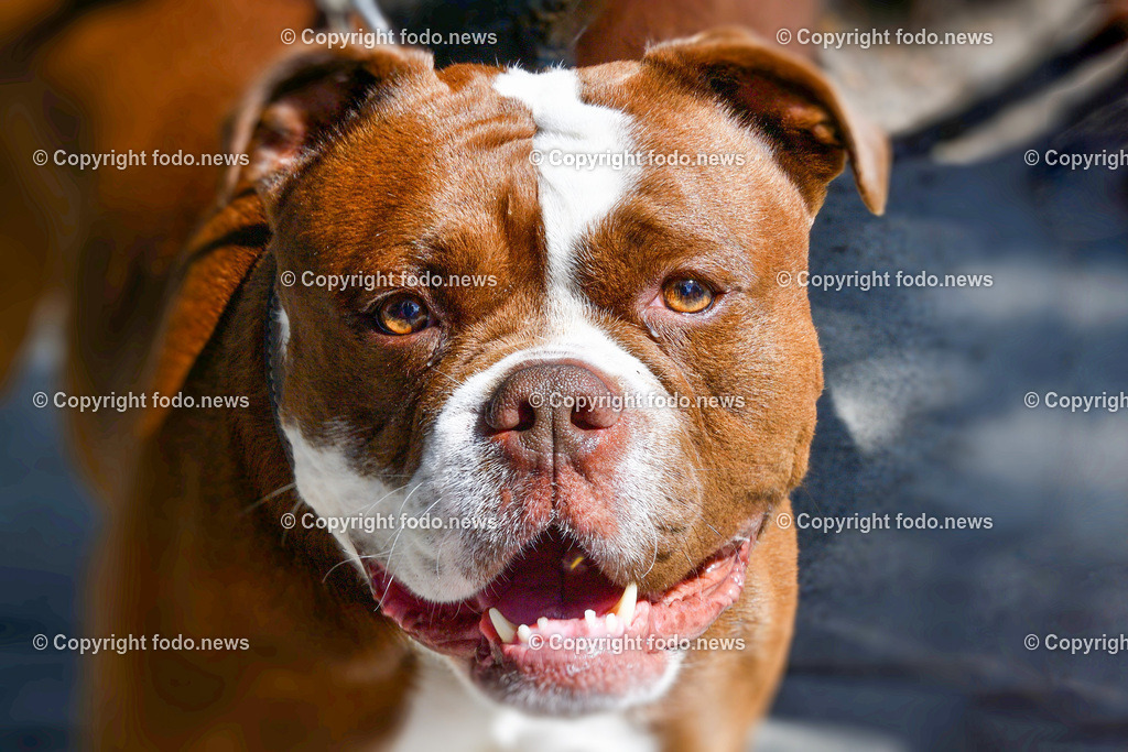 Hund_ Hunde_ 02.06.2025-8 | 02.06.2025, LINZ, AUT, Themenbild, im Bild Hund, Hunde, Mischling, Hunderasse, Listenhund, Transport, Leine, Leinenpflicht, Symbolbild, Feature