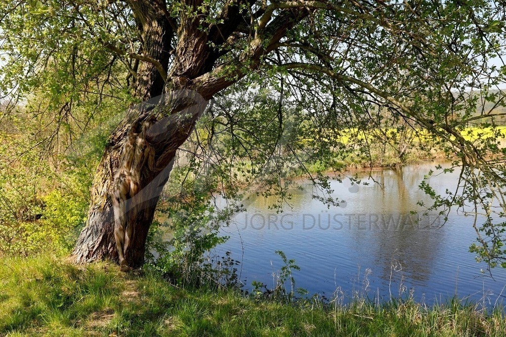 NatureArt-FISCHTEICH_8605 | Baum am Fischteich | #002 | Modell: Lisa | Foto: Tschiponnique Skupin - Realisiert mit Pictrs.com