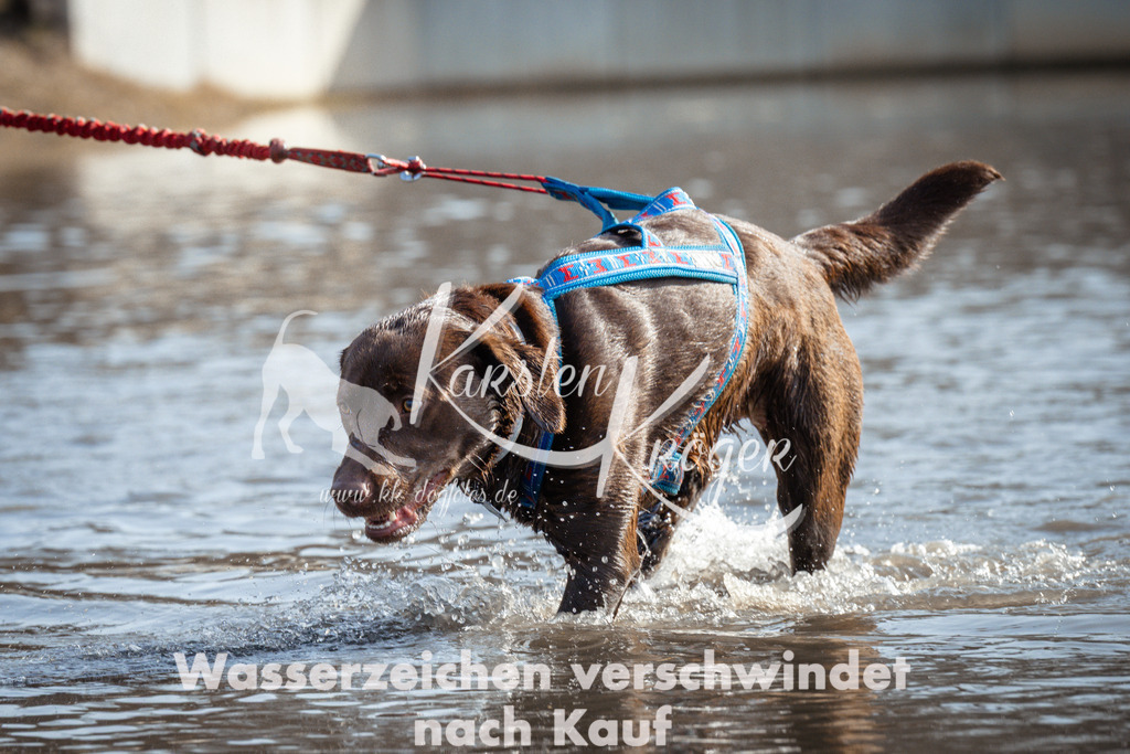 1126_ZZ94392 | kk-dogfotos