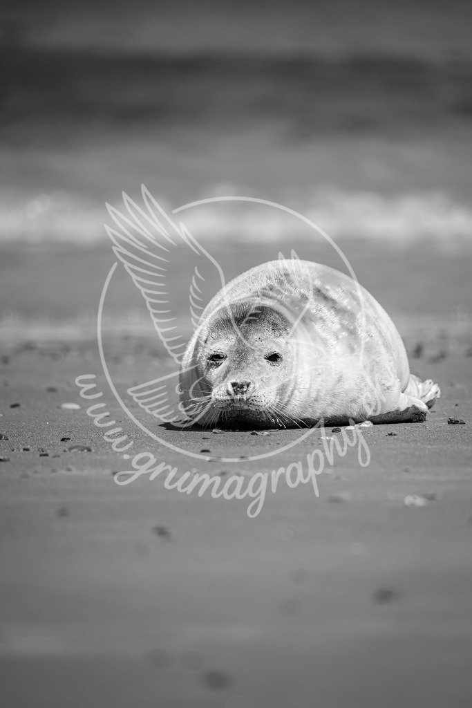 resting by the shore - grey seal_ germany_swx | Eine junge Kegelrobbe ruht am Strand – Fine-Art Wildlife Aufnahme - friedlich, ruhig und ganz im Einklang mit der Natur.