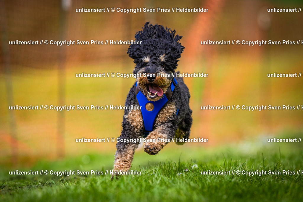 Sven Pries | 2025-04-13 - Hunderennen Baden-Baden - Realisiert mit Pictrs.com