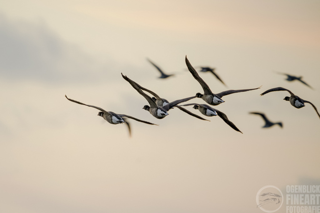 DSC00313-2 | Björn Thiemann; Ogenblick.de; Fotografie; Photograph; Landscape, Pellworm, Schleswig-Holstein; Inselfotograf; Inselfotografien; Wattenmeer; National-Park; Naturschutzgebiet; Leuchtturm; Lighthouse; Leinwandbilder; Kalender; Pellworm Kalender;  - Realisiert mit Pictrs.com