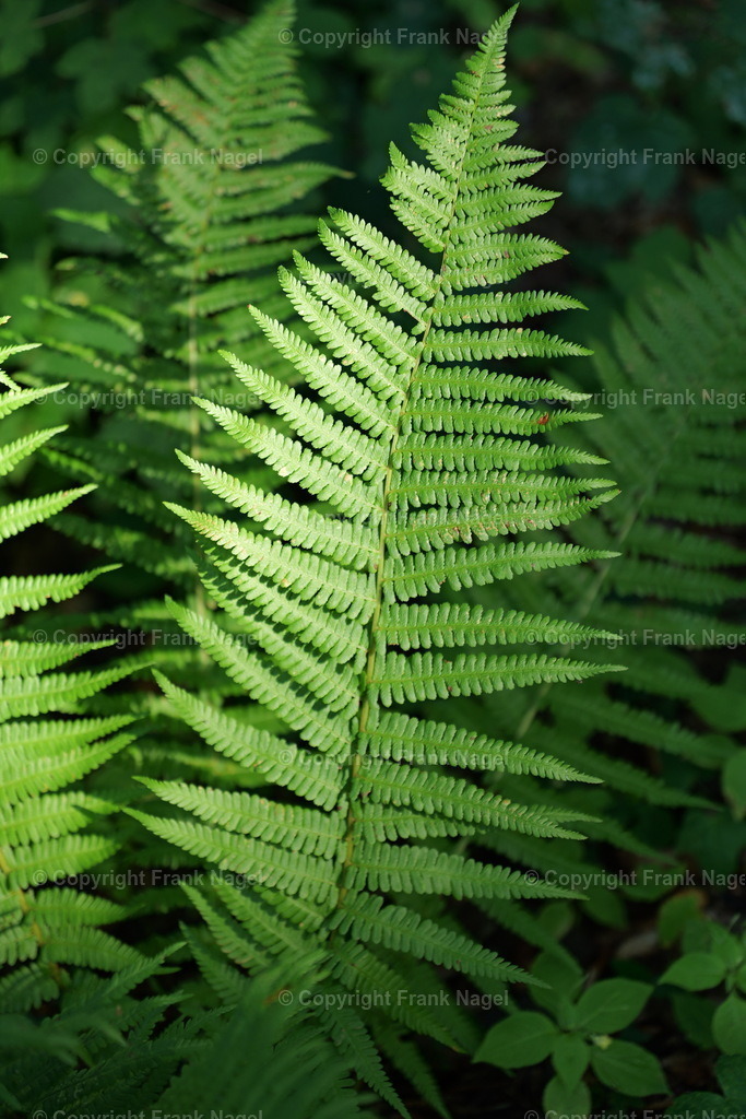 Farn | Farne wachsen in Wäldern. Ihre Wedel und das satte Grün sind reizvoll. Aufgenommen wurde das Bild auf der Insel Rügen. - Realisiert mit Pictrs.com