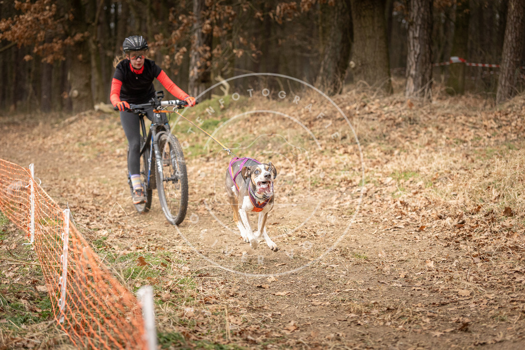 Pfotenfotografie_DV3A3136 | Hundefotografie, Tierfotograf, Pfotenfotografie, Fotoshooting Hund, Hunde Portrait, Hundesport, Hundeportraits, Heideshooting, Hunde, Sportfotograf, Hundefotograf, Turnierhundsport, THS,  - Realisiert mit Pictrs.com