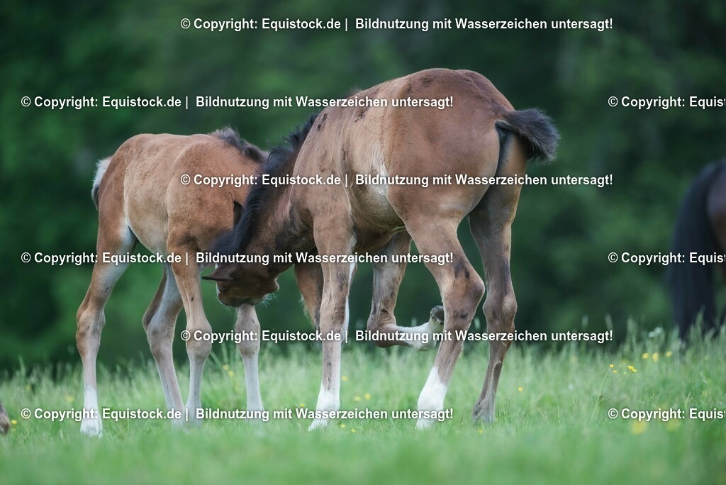 20210617_Fohlen_0355 | Foto: Thomas Hartig