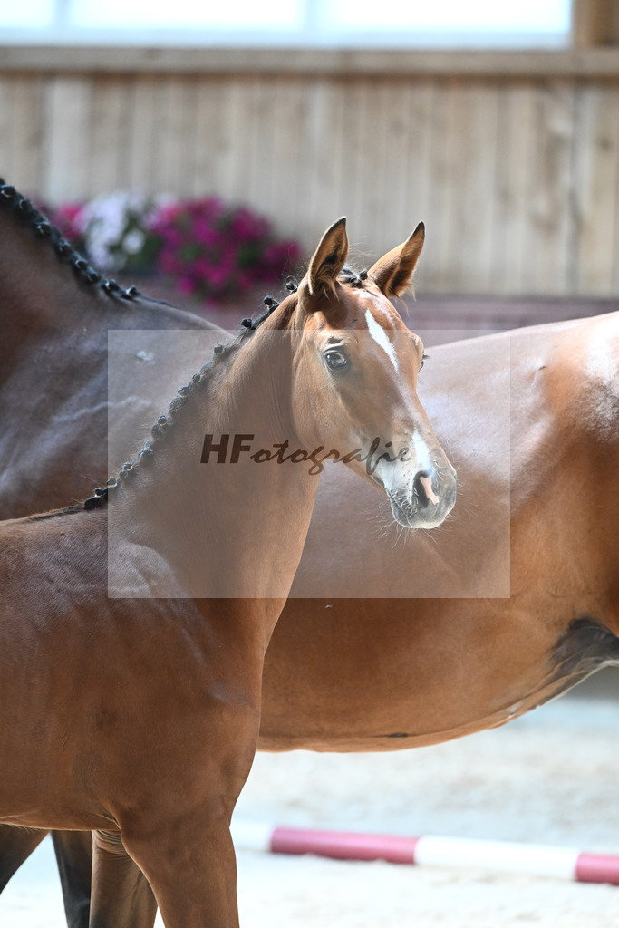 Kat-Nr. 7 SF Cascadello I x Cormint_Stoeger_32240486 | hf-fotografie - Realisiert mit Pictrs.com
